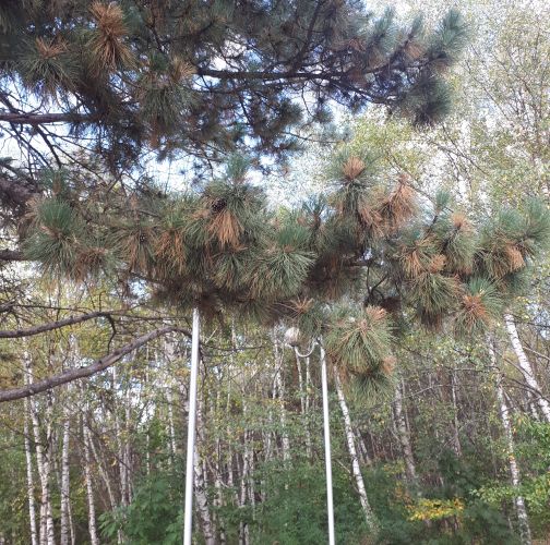 Chilahsaeva Ekaterina