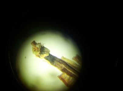 Pyknidovka beľov&aacute;