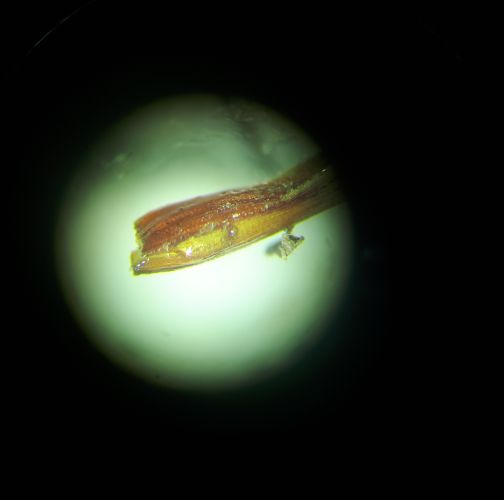 Chilahsaeva Ekaterina