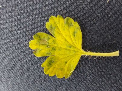 A - nie je v datab&aacute;ze