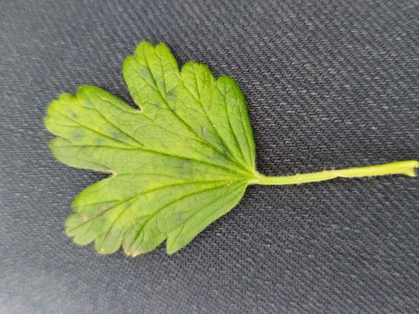 A - nie je v datab&aacute;ze