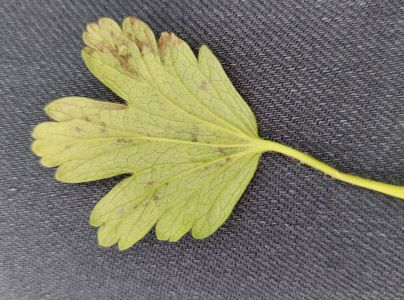 A - nie je v datab&aacute;ze