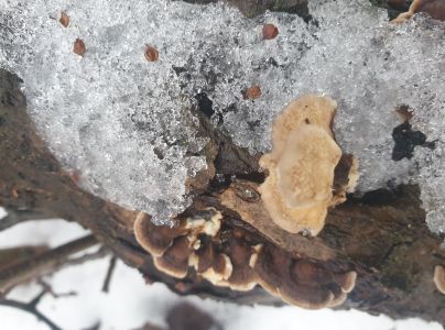 Tr&uacute;dnikovec pestr&yacute;