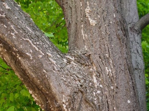 Klanolupeňovka obyčajn&aacute;