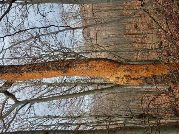 Lykokaz jaseňov&yacute;