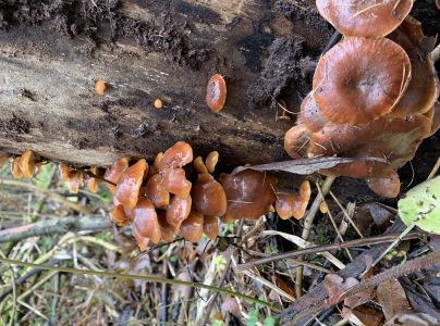 Plamienka zimn&aacute;