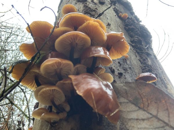 Plamienka zimn&aacute;