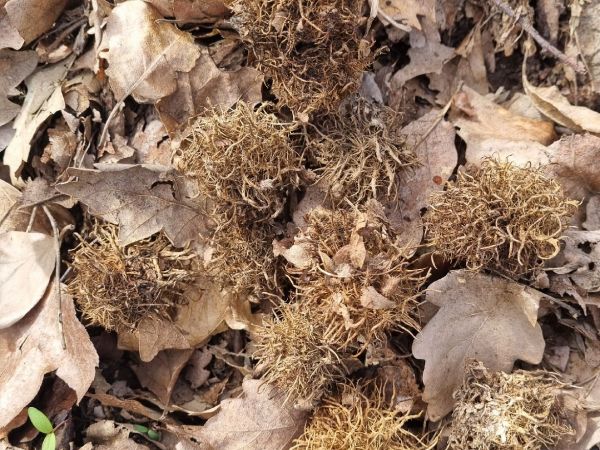 Hrčiarka Andricus caputmedusae