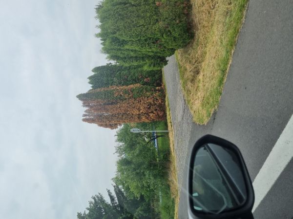 Krasoň borievkov&yacute;