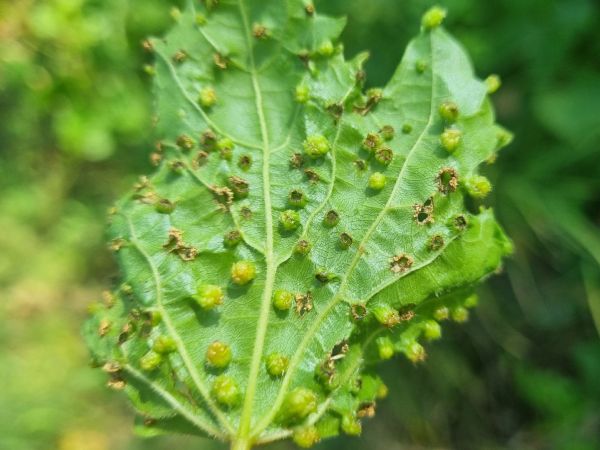 Fylox&eacute;ra viničov&aacute;