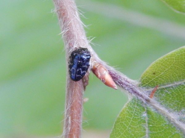 A - nie je v datab&aacute;ze