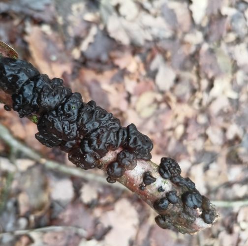 Lýdia Štofaníková