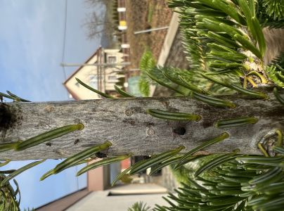 Medovnica Cinara curvipes