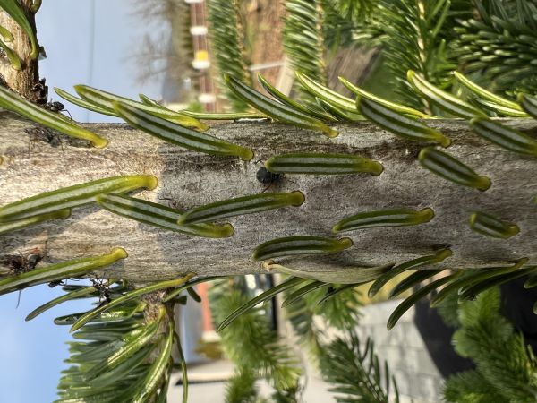 Medovnica Cinara curvipes