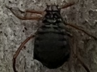 Medovnica Cinara curvipes