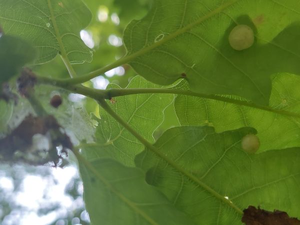 Hrčiarka Neuroterus quercusbaccarum