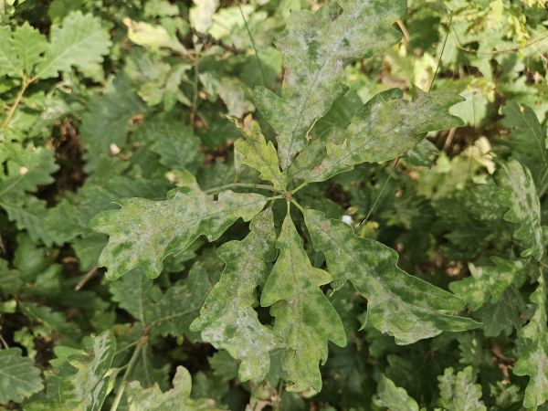 Drobnom&uacute;čka dubov&aacute;