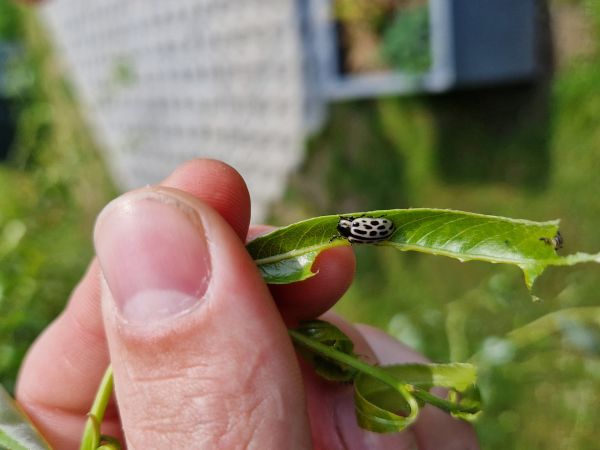 Liskavka Chrysomela vigintipunctata 
