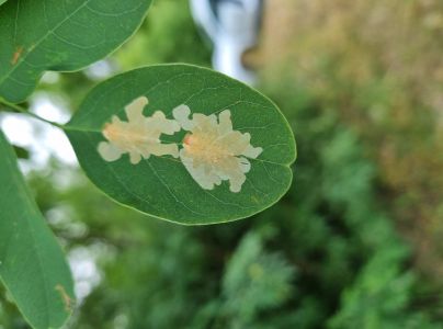 Psotka ag&aacute;tov&aacute; 