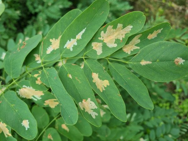 Psotka ag&aacute;tov&aacute; 