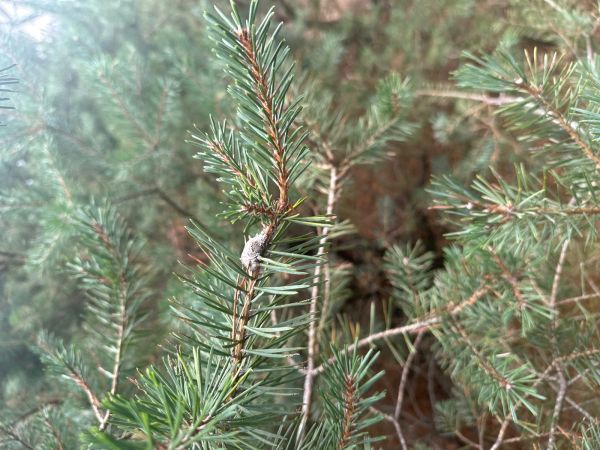 Obaľovač smolov&yacute;