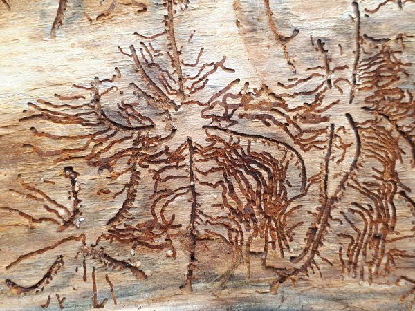 Lykožr&uacute;t leskl&yacute; 