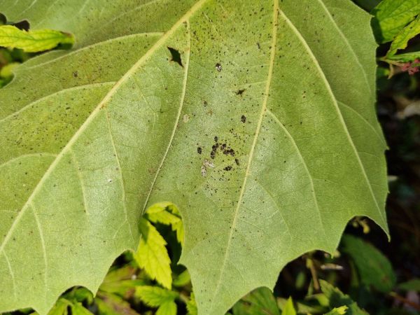 Sietnička platanov&aacute;