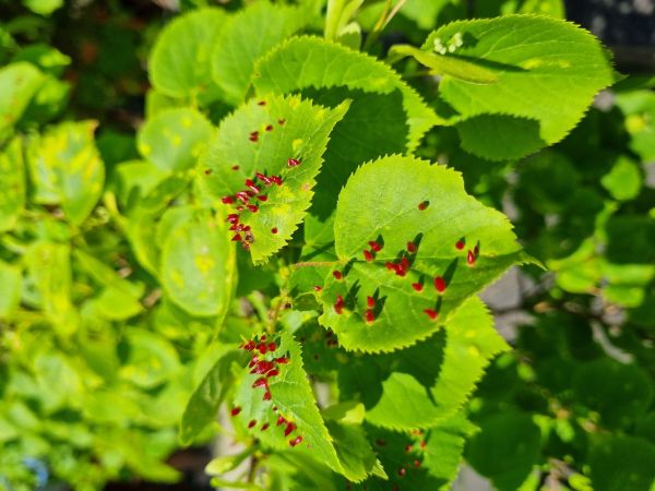 Roztoč Vlnovn&iacute;k lipov&yacute;