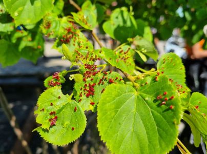 Roztoč Vlnovn&iacute;k lipov&yacute;