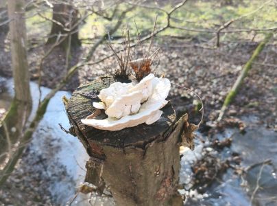 Tr&uacute;dnikovec hrbat&yacute;