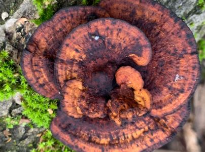 Sieťkovček červenkastý