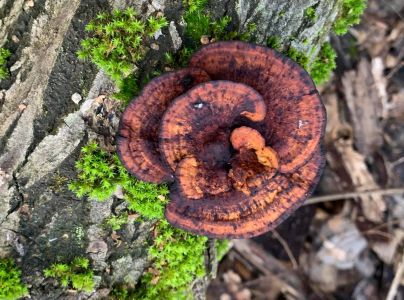 Sieťkovček červenkastý