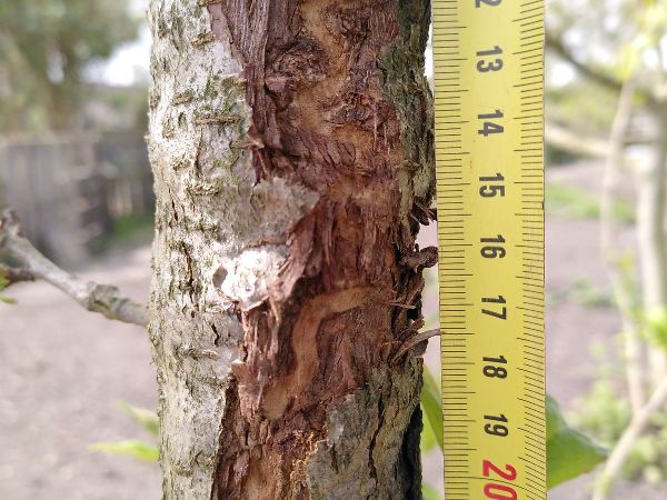 Poln&iacute;k stromov&yacute;