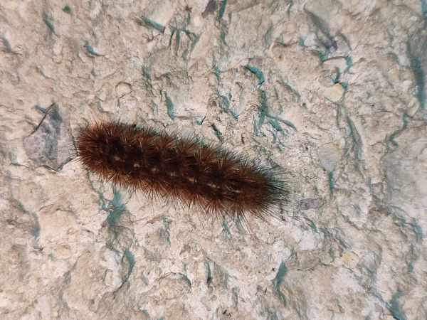 A - nejednoznačne určen&yacute;, nie sme si ist&iacute;