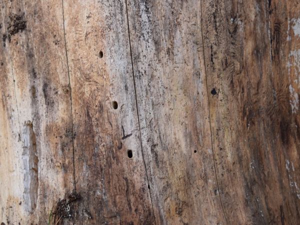 A - nejednoznačne určen&yacute;, nie sme si ist&iacute;