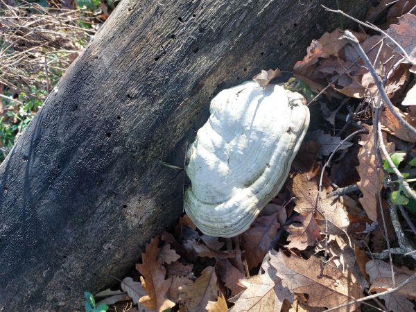 Pr&aacute;chnovec kopytovit&yacute;