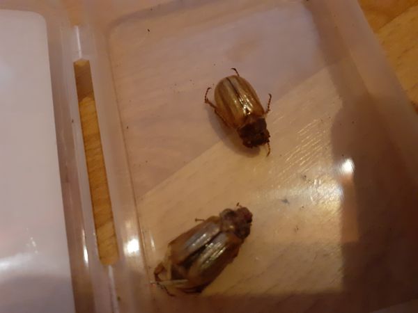 Chr&uacute;stik letn&yacute;