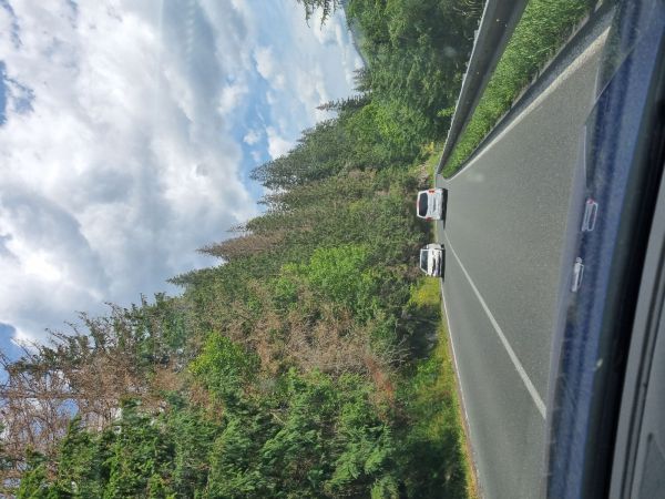 Lykožr&uacute;t smrekov&yacute;