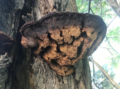 Ry&scaron;avec srstnat&yacute;