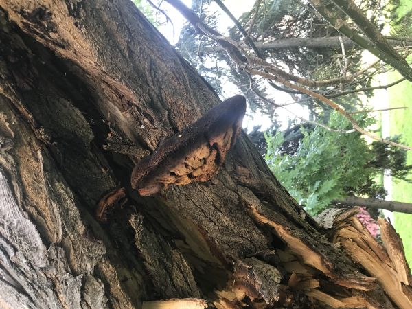 Ry&scaron;avec srstnat&yacute;