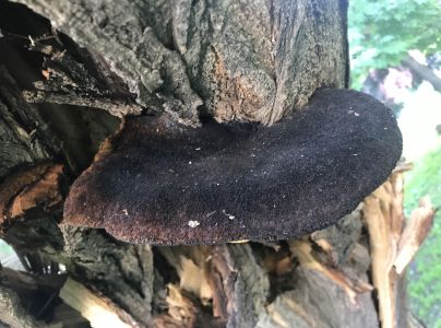 Ry&scaron;avec srstnat&yacute;