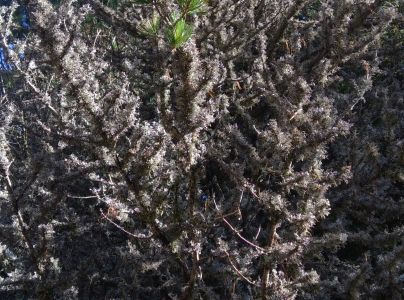 A - nejednoznačne určen&yacute;, nie sme si ist&iacute;