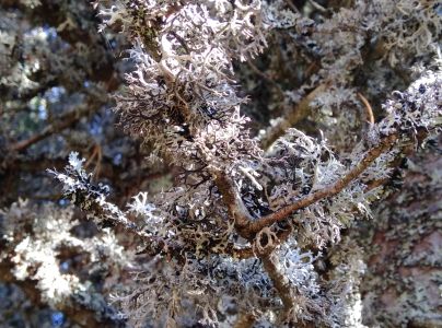 A - nejednoznačne určen&yacute;, nie sme si ist&iacute;