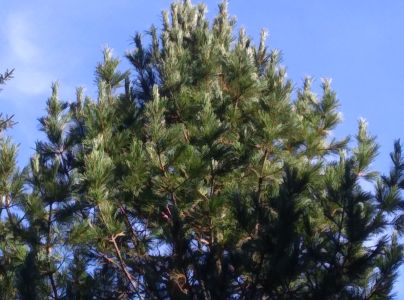 A - nejednoznačne určen&yacute;, nie sme si ist&iacute;