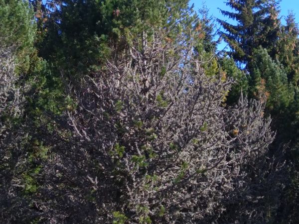 A - nejednoznačne určen&yacute;, nie sme si ist&iacute;