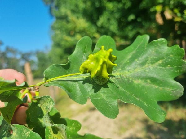 Hrčiarka kalichov&aacute;