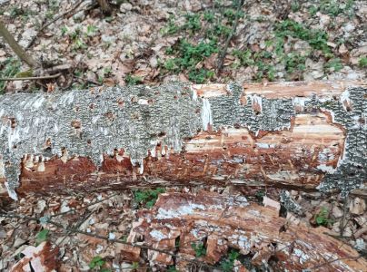 A - nejednoznačne určen&yacute;, nie sme si ist&iacute;