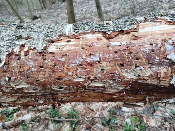 A - nejednoznačne určen&yacute;, nie sme si ist&iacute;