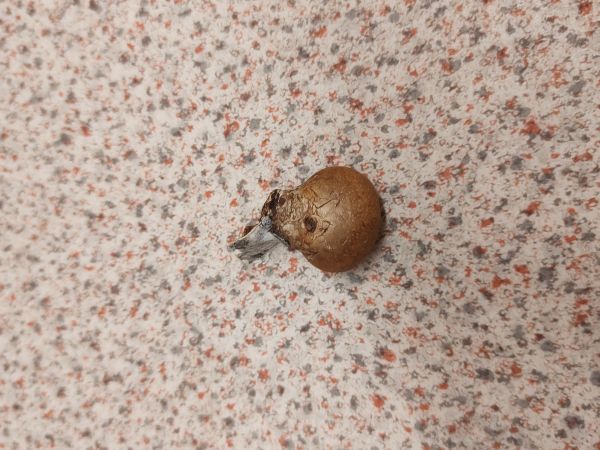 Brezovn&iacute;k obyčajn&yacute;