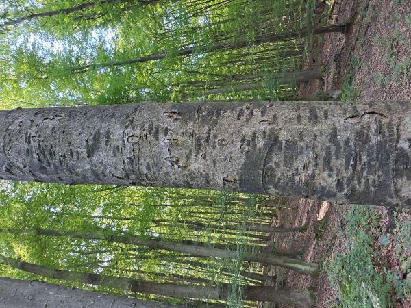 A - nejednoznačne určen&yacute;, nie sme si ist&iacute;